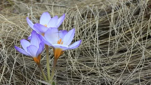 Violet crocus in a grass Stock Footage 10897038