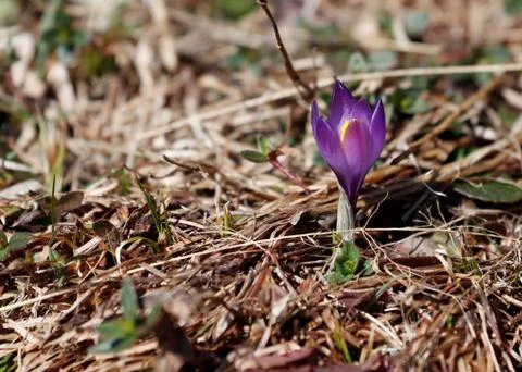 Violet crocus growing in brown spring grass. Fotos de archivo