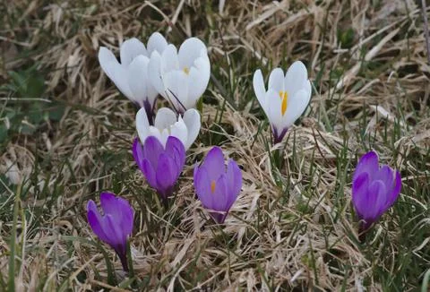 Violet crocus growing in brown spring grass. 库存照片