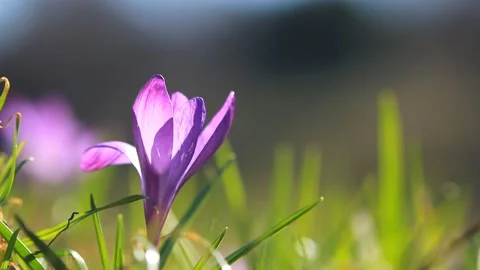 Violet crocus growing in the springtime Stock Footage 102340138