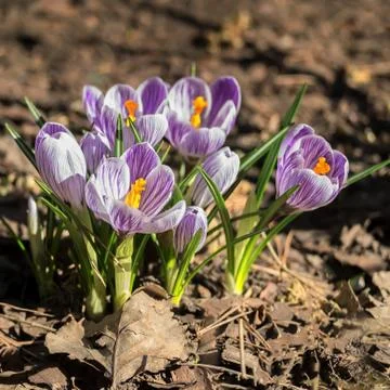 Violet crocus Stock Photos
