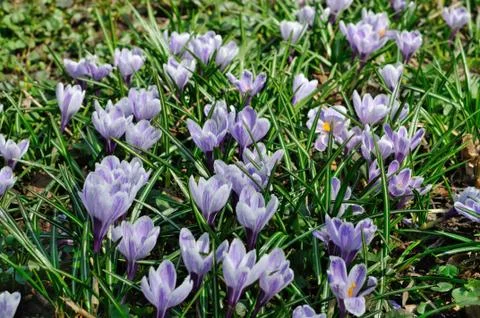 Violet Crocus Stock Photos