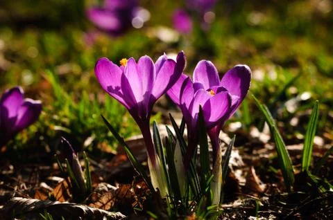 Violet crocus - spring flower Stock Photos