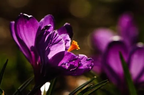 Violet crocus - spring flower Stock Photos