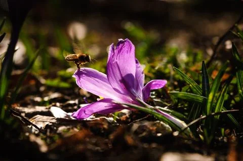 Violet crocus - spring flower Stock Photos