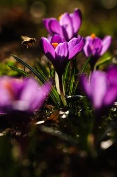 Violet crocus - spring flower Stock Photos