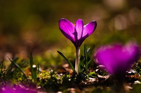 Violet crocus - spring flower Stock Photos
