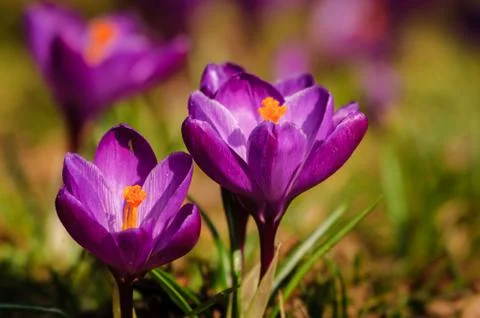 Violet crocus - spring flower Stock Photos