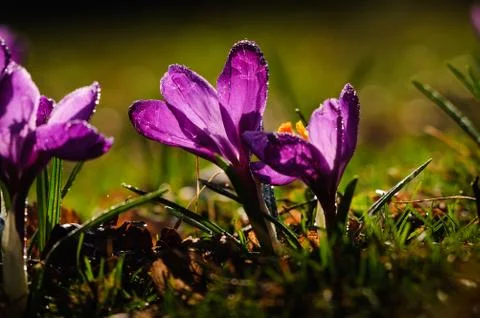 Violet crocus - spring flower Stock Photos