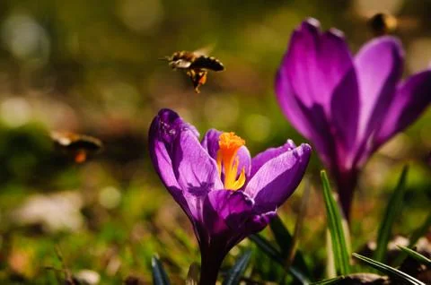 Violet crocus - spring flower Stock Photos