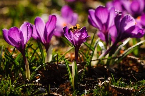 Violet crocus - spring flower Foto stock