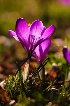 Violet crocus - spring flower Stock Photos