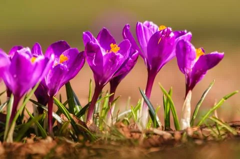 Violet crocus - spring flower Foto stock