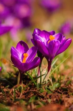 Violet crocus - spring flower Foto stock
