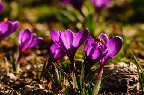 Violet crocus - spring flower Foto stock