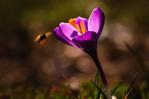 Violet crocus - spring flower Stock Photos