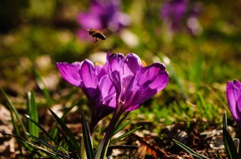 Violet crocus - spring flower Stock Photos