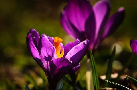 Violet crocus - spring flower Stock Photos