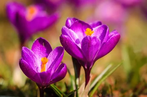 Violet crocus - spring flower Stock Photos