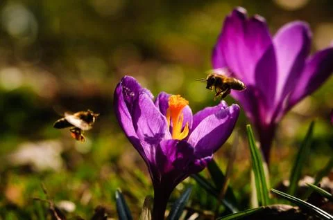 Violet crocus - spring flower Stock Photos