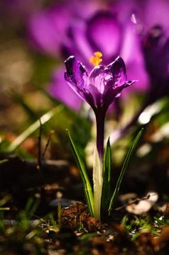 Violet crocus - spring flower Foto stock