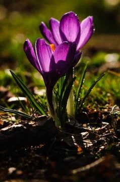 Violet crocus - spring flower Stock Photos