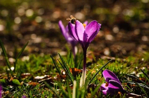 Violet crocus - spring flower Stock Photos
