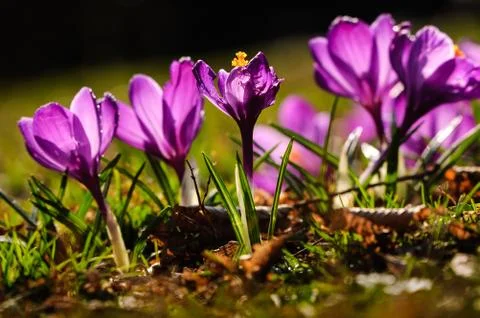 Violet crocus - spring flower Foto stock
