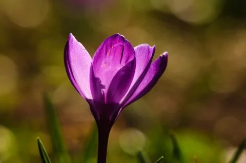 Violet crocus - spring flower Stock Photos