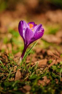 Violet crocus - spring flower Foto stock