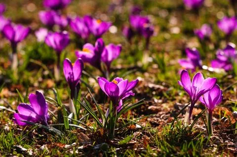 Violet crocus - spring flower Stock Photos