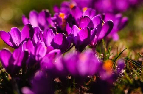 Violet crocus - spring flower Foto stock