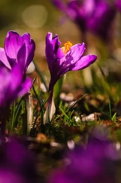 Violet crocus - spring flower Foto stock