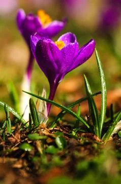 Violet crocus - spring flower Stock Photos