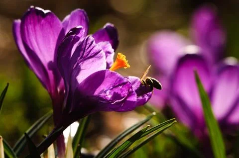 Violet crocus - spring flower Stock Photos