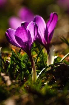 Violet crocus - spring flower Foto stock