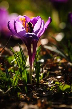 Violet crocus - spring flower Stock Photos