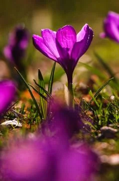 Violet crocus - spring flower Stock Photos