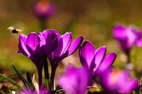 Violet crocus - spring flower Foto stock