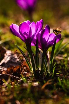 Violet crocus - spring flower Stock Photos