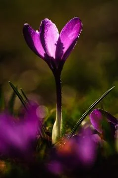 Violet crocus - spring flower Stock Photos