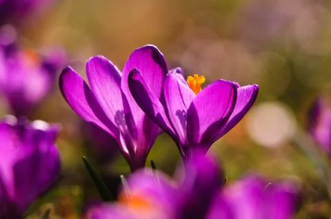 Violet crocus - spring flower Stock Photos