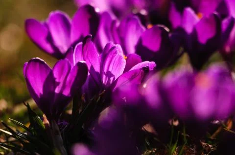 Violet crocus - spring flower Stock Photos