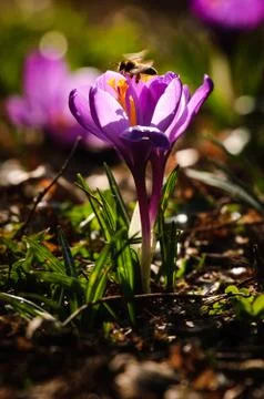 Violet crocus - spring flower Stock Photos
