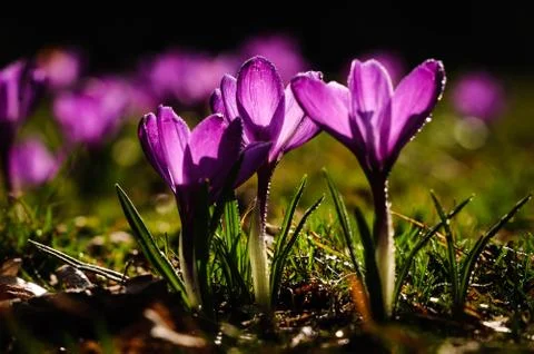 Violet crocus - spring flower Stock Photos