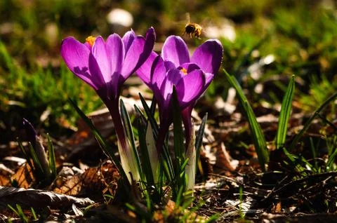 Violet crocus - spring flower Stock Photos