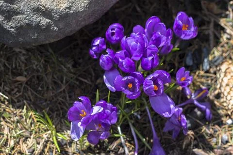 Violet crocus under the stone Stock Photos