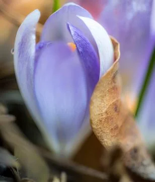 Violet crocus vernus Stock Photos
