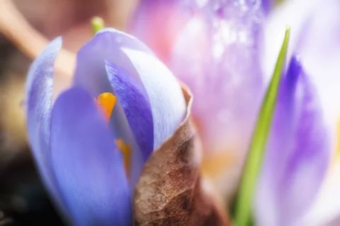 Violet crocus vernus Stock Photos