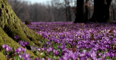 Violet Crocus Wild Flowers Field With Oaks Trees Valley at Spring Time, Natural Vídeos de archivo 73737429